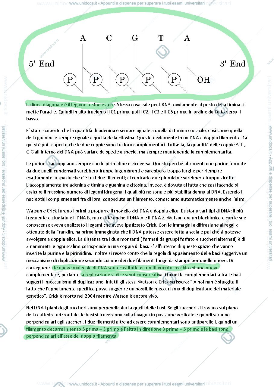 Anteprima pagina 4 — biologia molecolare piscopo