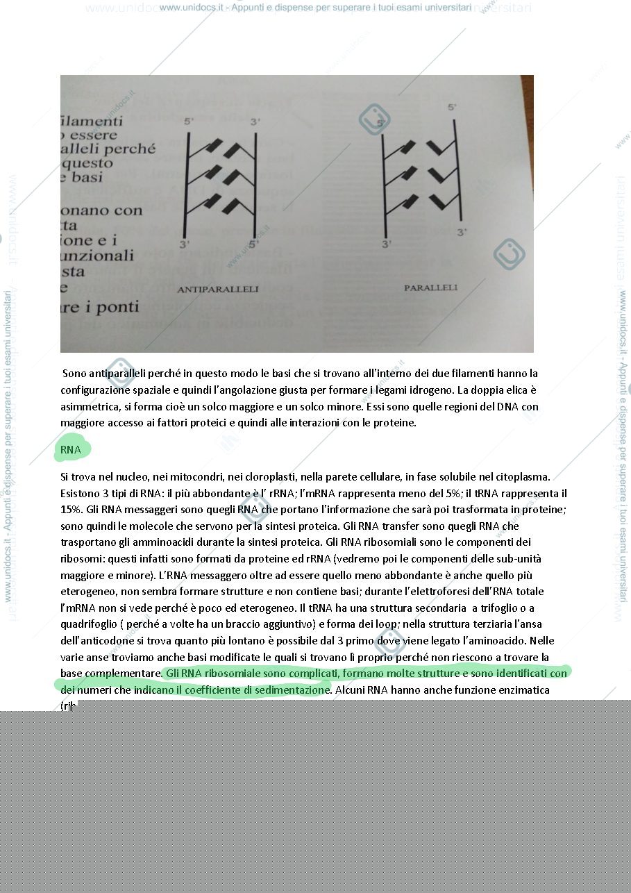 Anteprima pagina 5 — biologia molecolare piscopo
