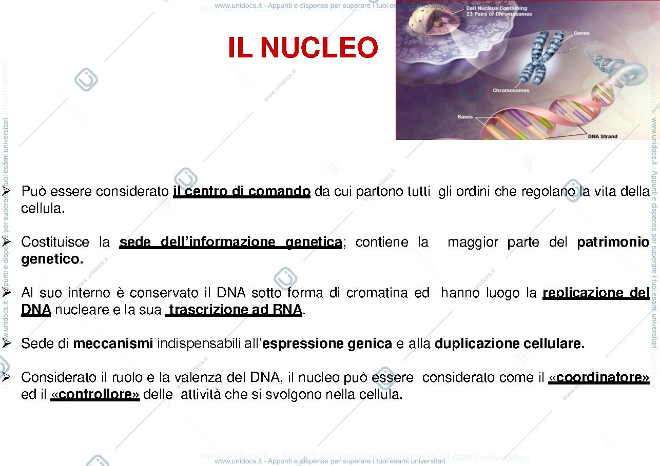 Anteprima pagina 2 — Appunti corso di biologia