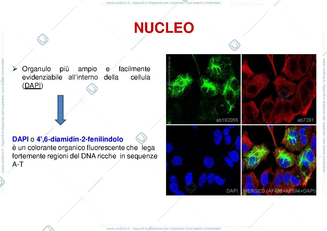 Anteprima pagina 3 — Appunti corso di biologia