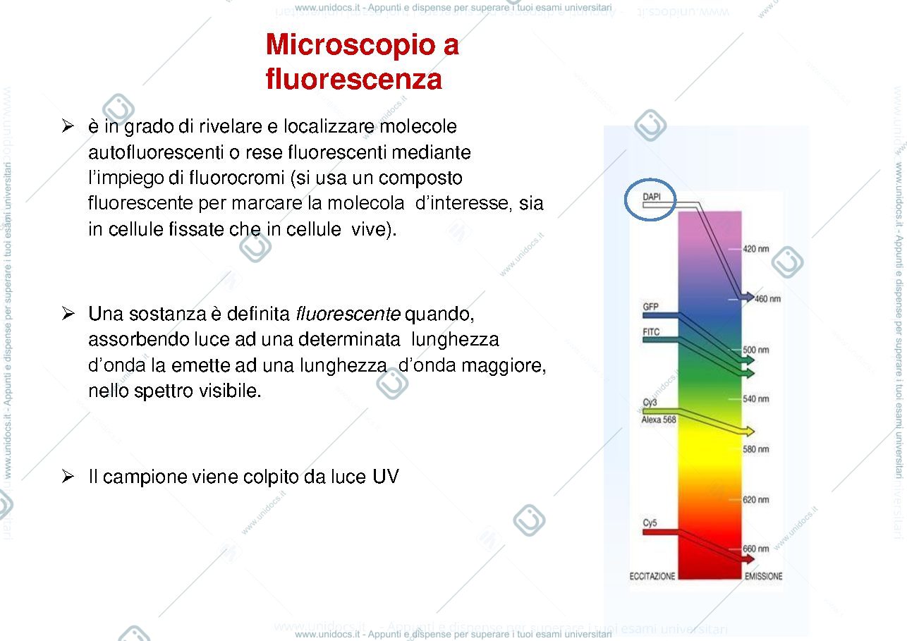 Anteprima pagina 4 — Appunti corso di biologia