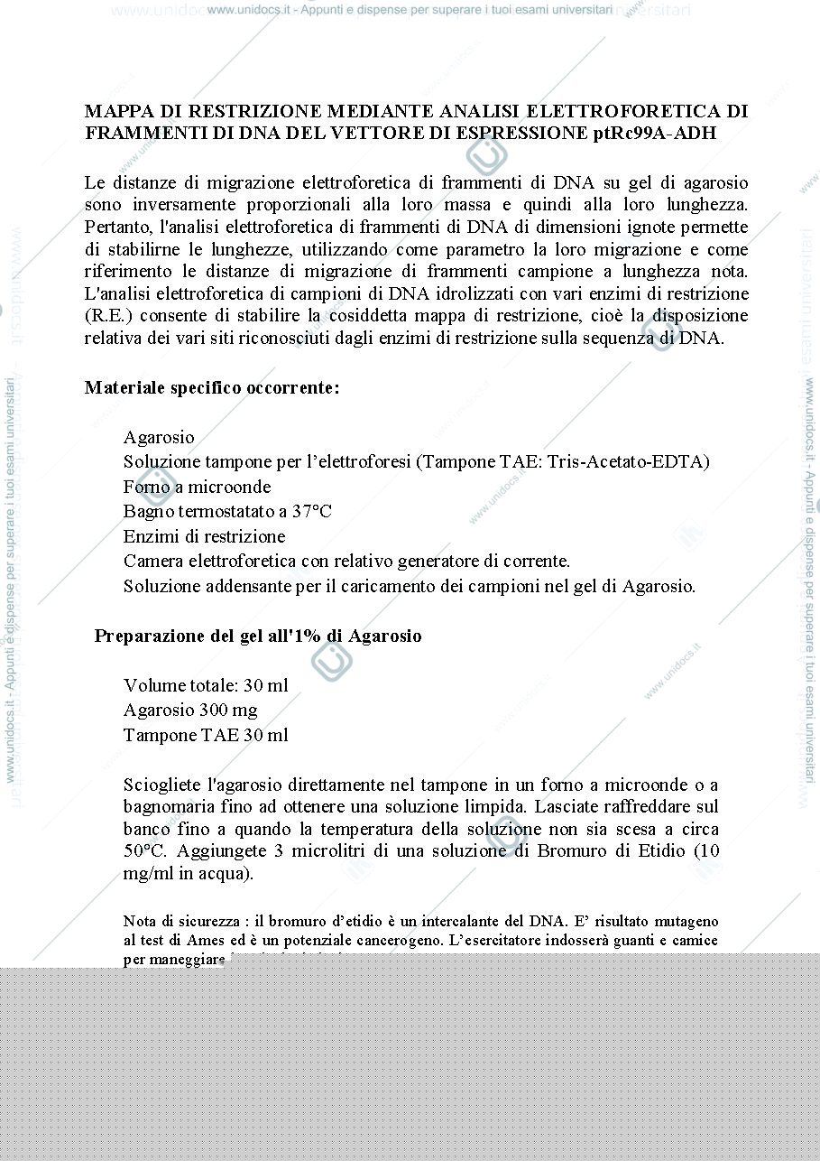 Anteprima pagina 1 — ESERCITAZIONI LABORATORIO BIOLOGIA MOLECOLARE