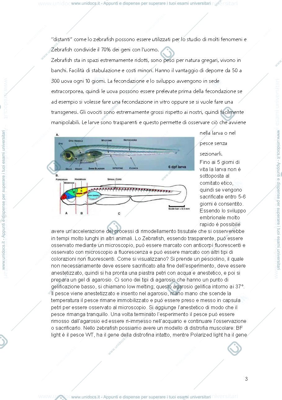 Anteprima pagina 4 — tecniche cellulari e molecolari