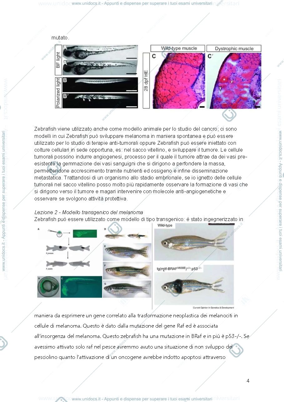 Anteprima pagina 5 — tecniche cellulari e molecolari