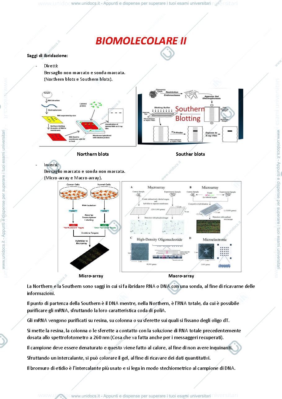 Anteprima pagina 1 — biologia molecolare II