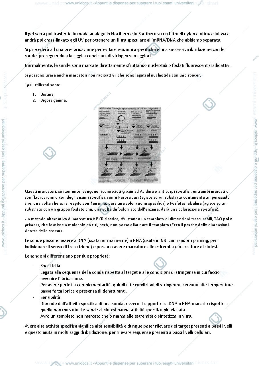 Anteprima pagina 2 — biologia molecolare II