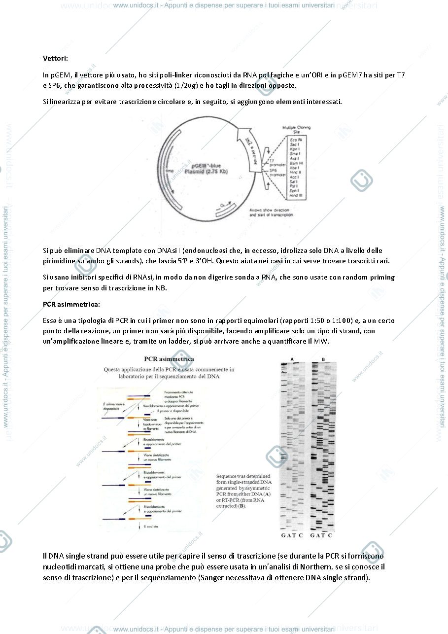 Anteprima pagina 3 — biologia molecolare II