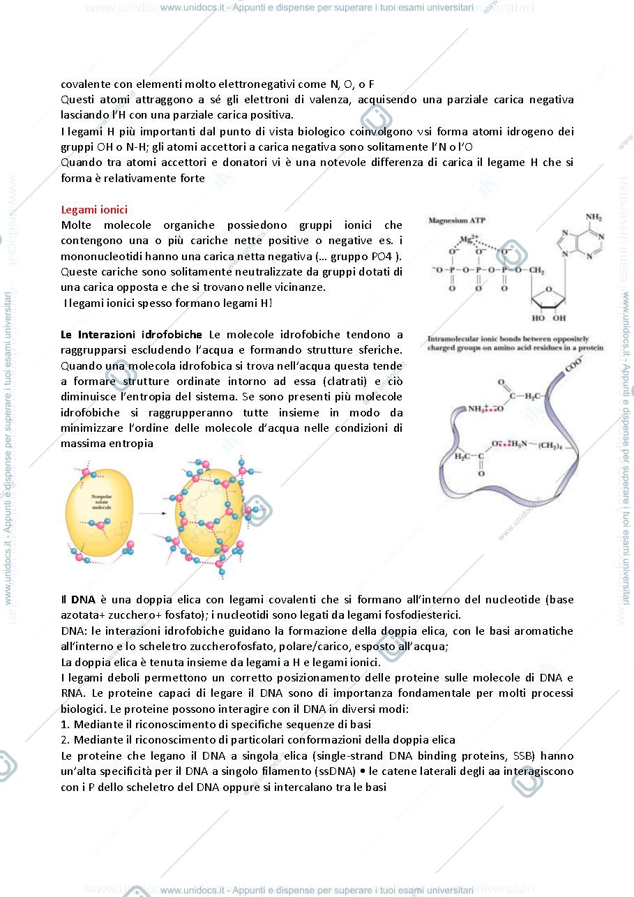 Anteprima pagina 3 — Biologia Molecolari