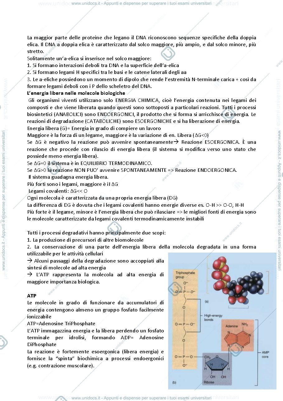 Anteprima pagina 4 — Biologia Molecolari