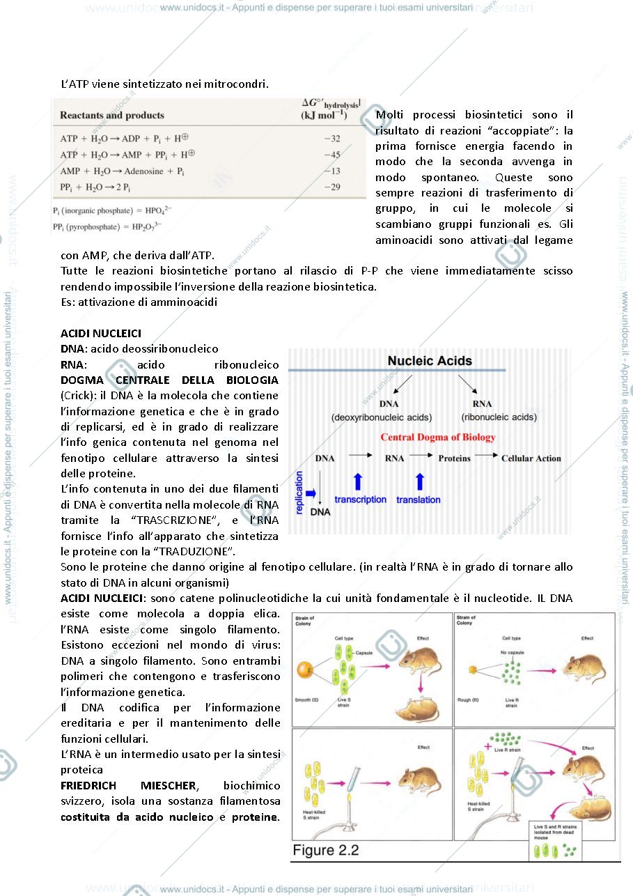 Anteprima pagina 5 — Biologia Molecolari