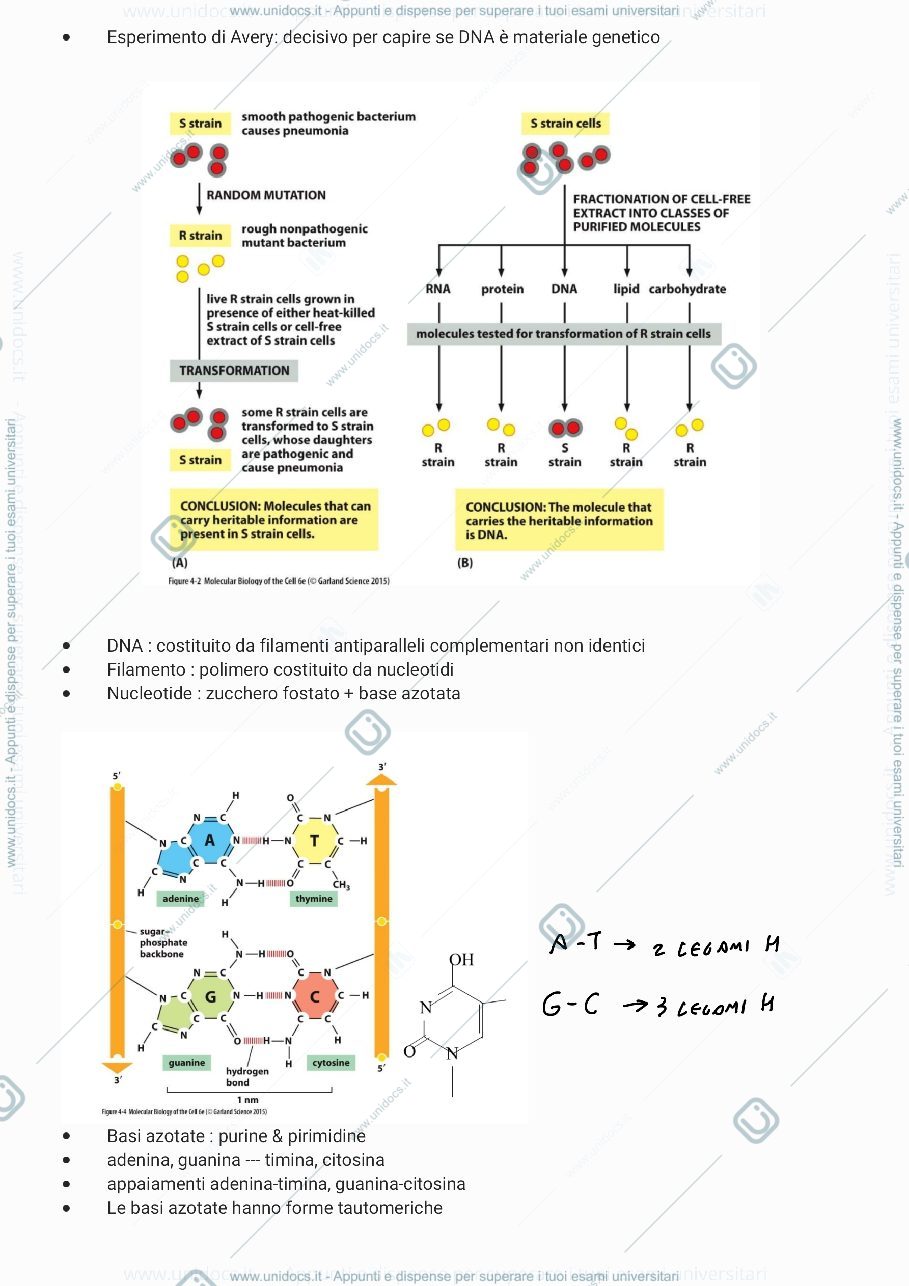 Anteprima pagina 2 — Biologia molecolare - mattevi parte 1