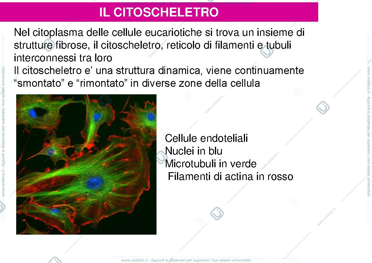 Anteprima pagina 1 — biologia