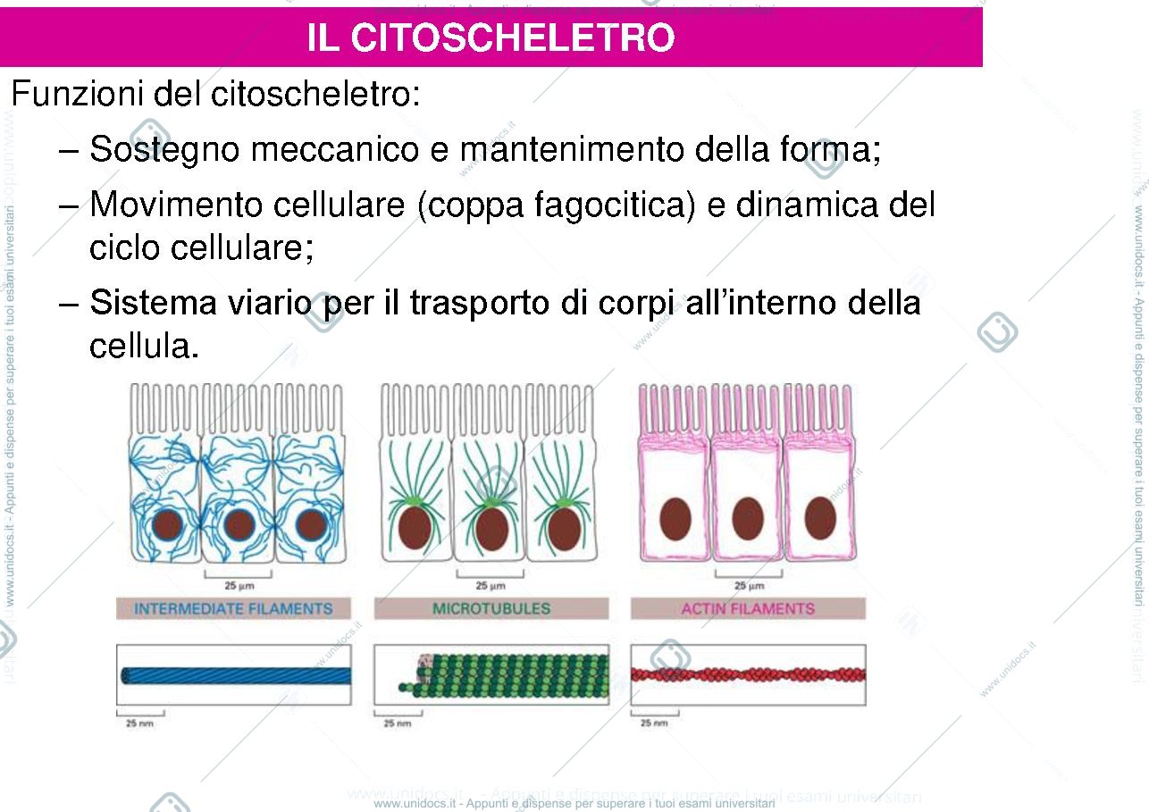 Anteprima pagina 2 — biologia