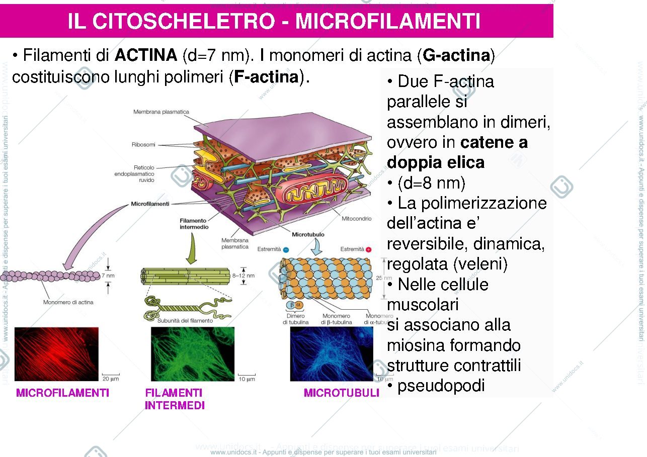 Anteprima pagina 3 — biologia