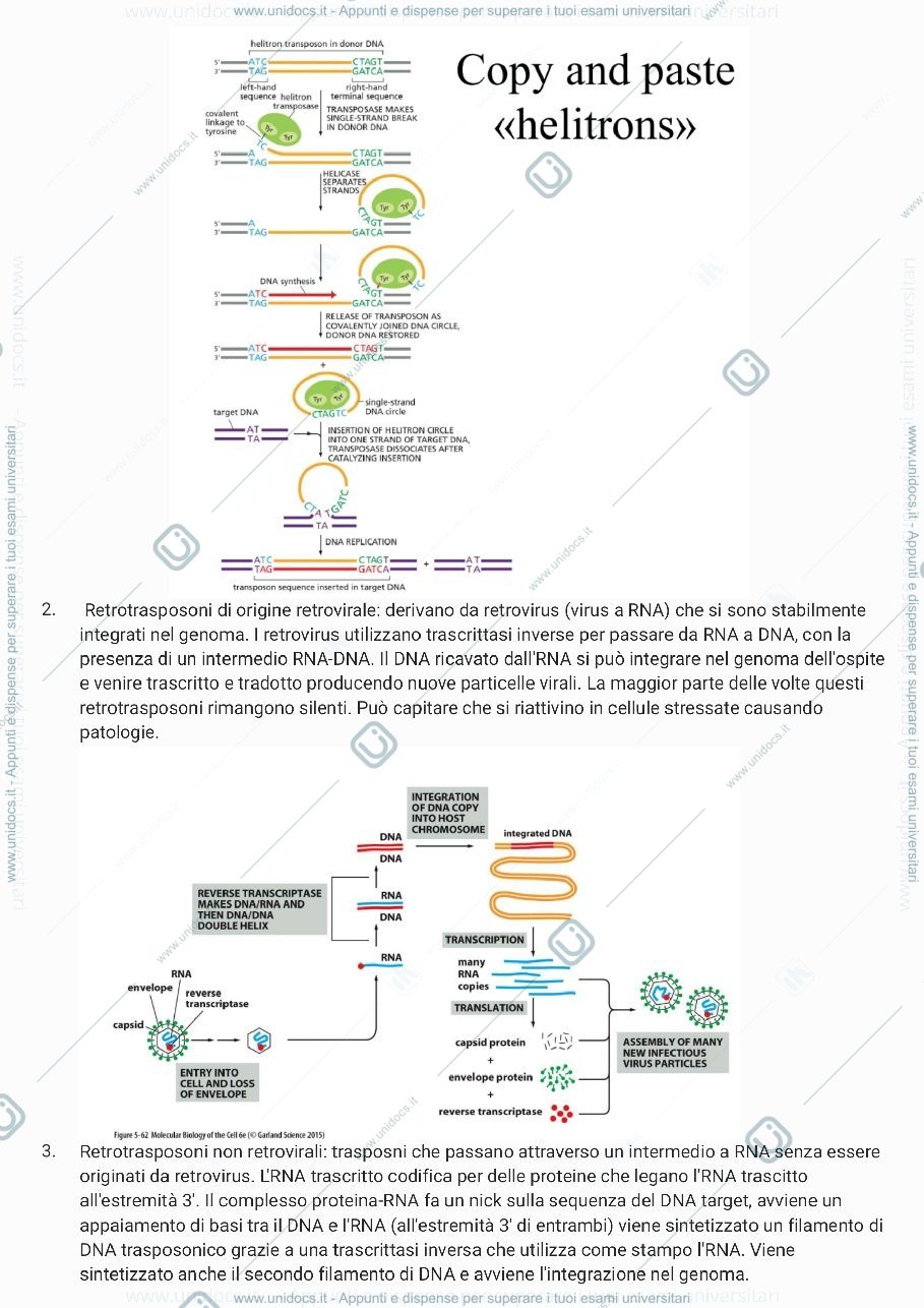 Anteprima pagina 2 — Biologia molecolare - mattevi parte 2 
