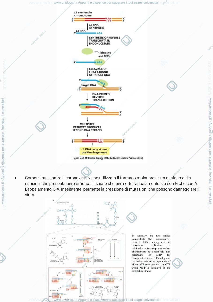 Anteprima pagina 3 — Biologia molecolare - mattevi parte 2 