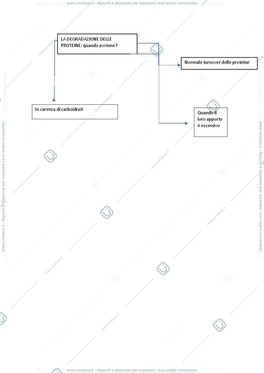 Anteprima pagina 1 — metabolismo amminoacidi