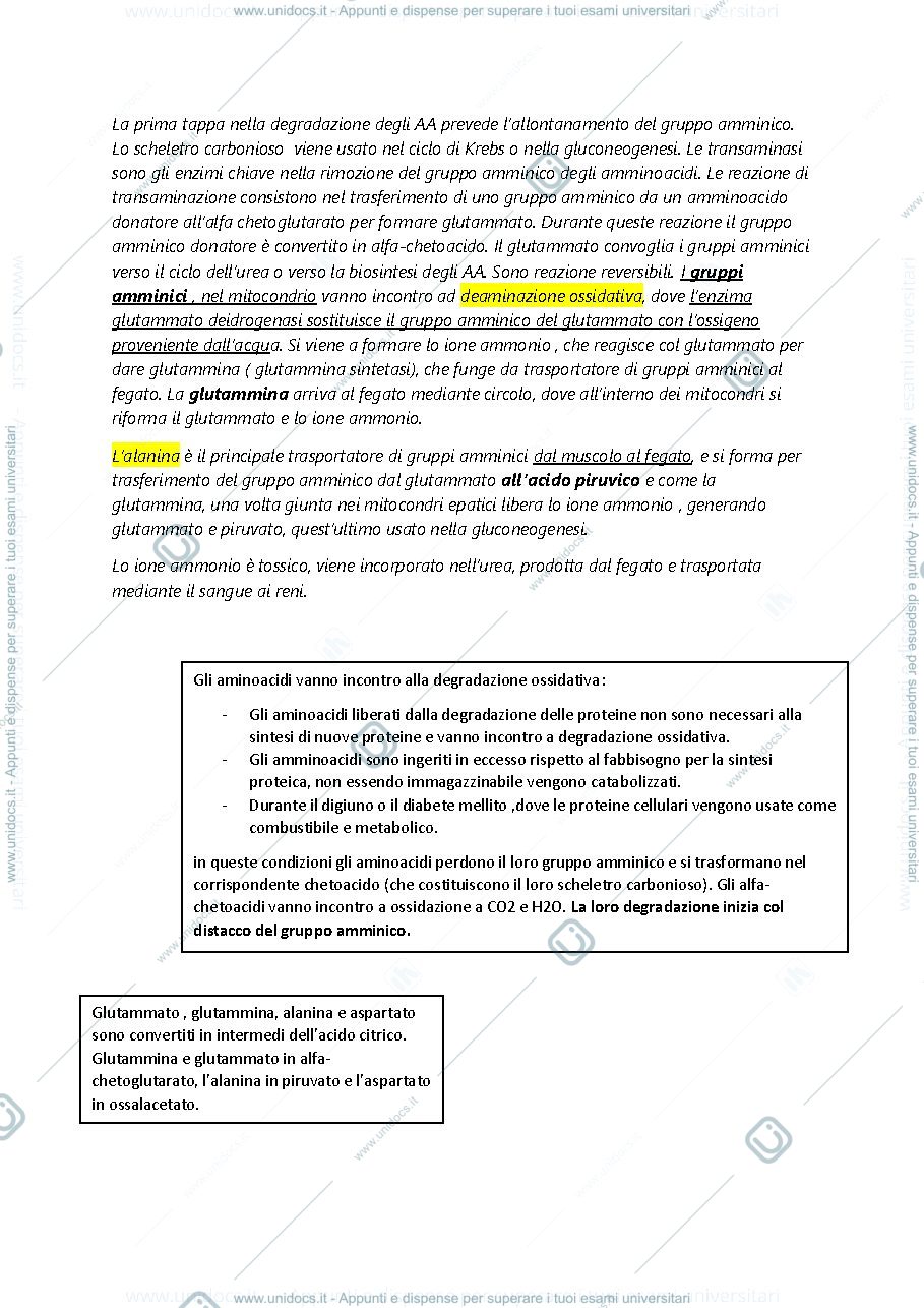 Anteprima pagina 2 — metabolismo amminoacidi