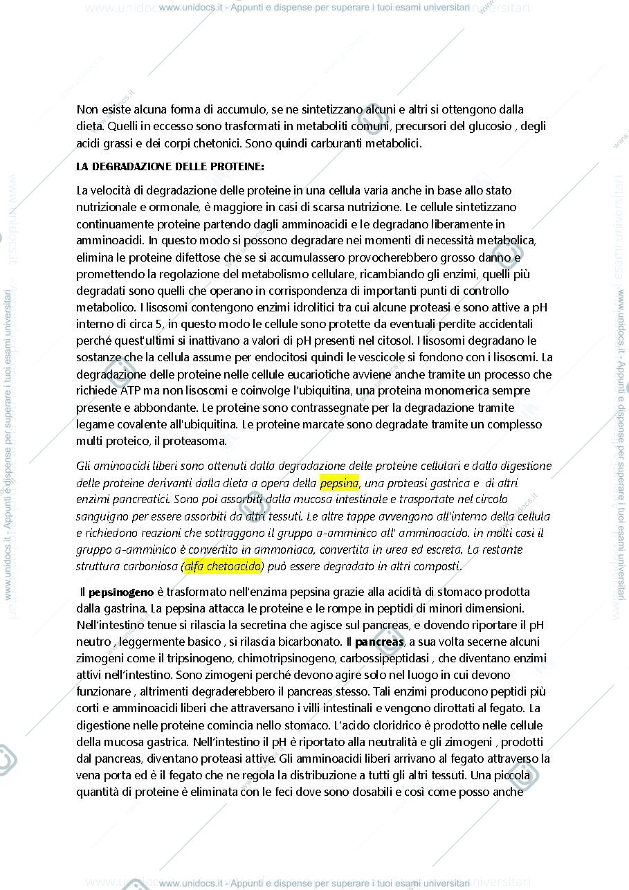 Anteprima pagina 3 — metabolismo amminoacidi
