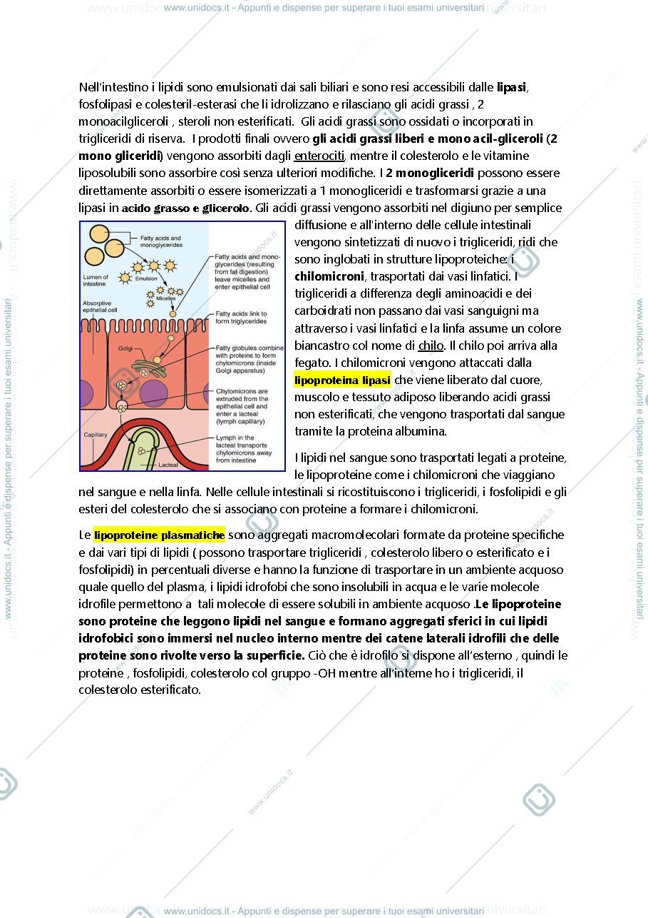 Anteprima pagina 1 — metabolismo lipidi