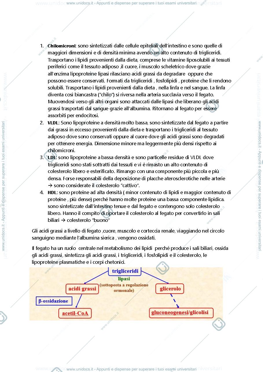 Anteprima pagina 2 — metabolismo lipidi