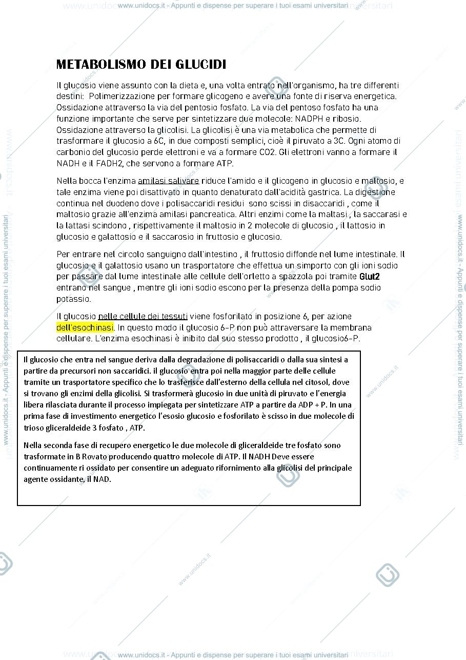 Anteprima pagina 1 — glicolisi-