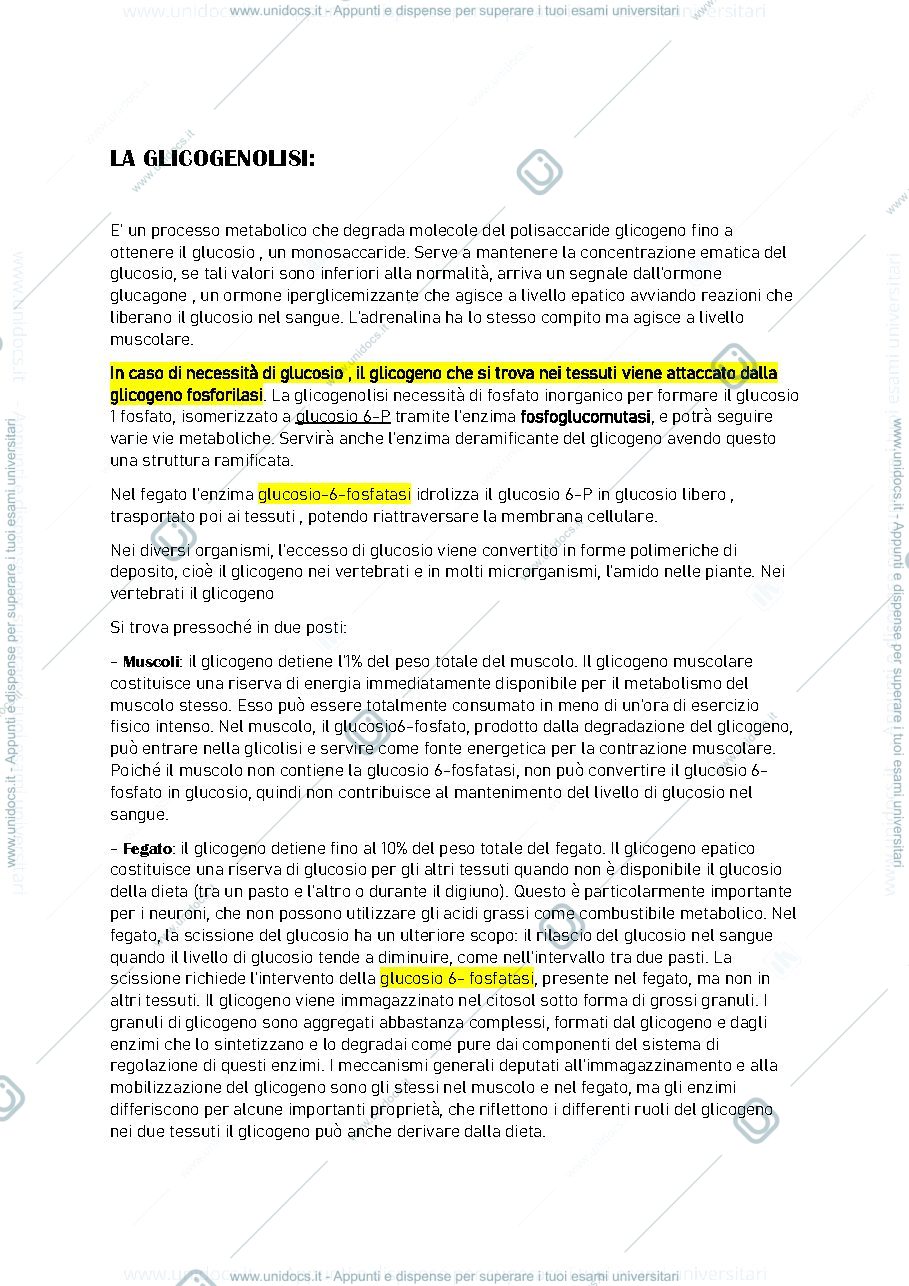 Anteprima pagina 2 — glicolisi-