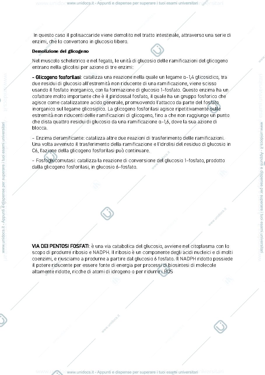 Anteprima pagina 3 — glicolisi-