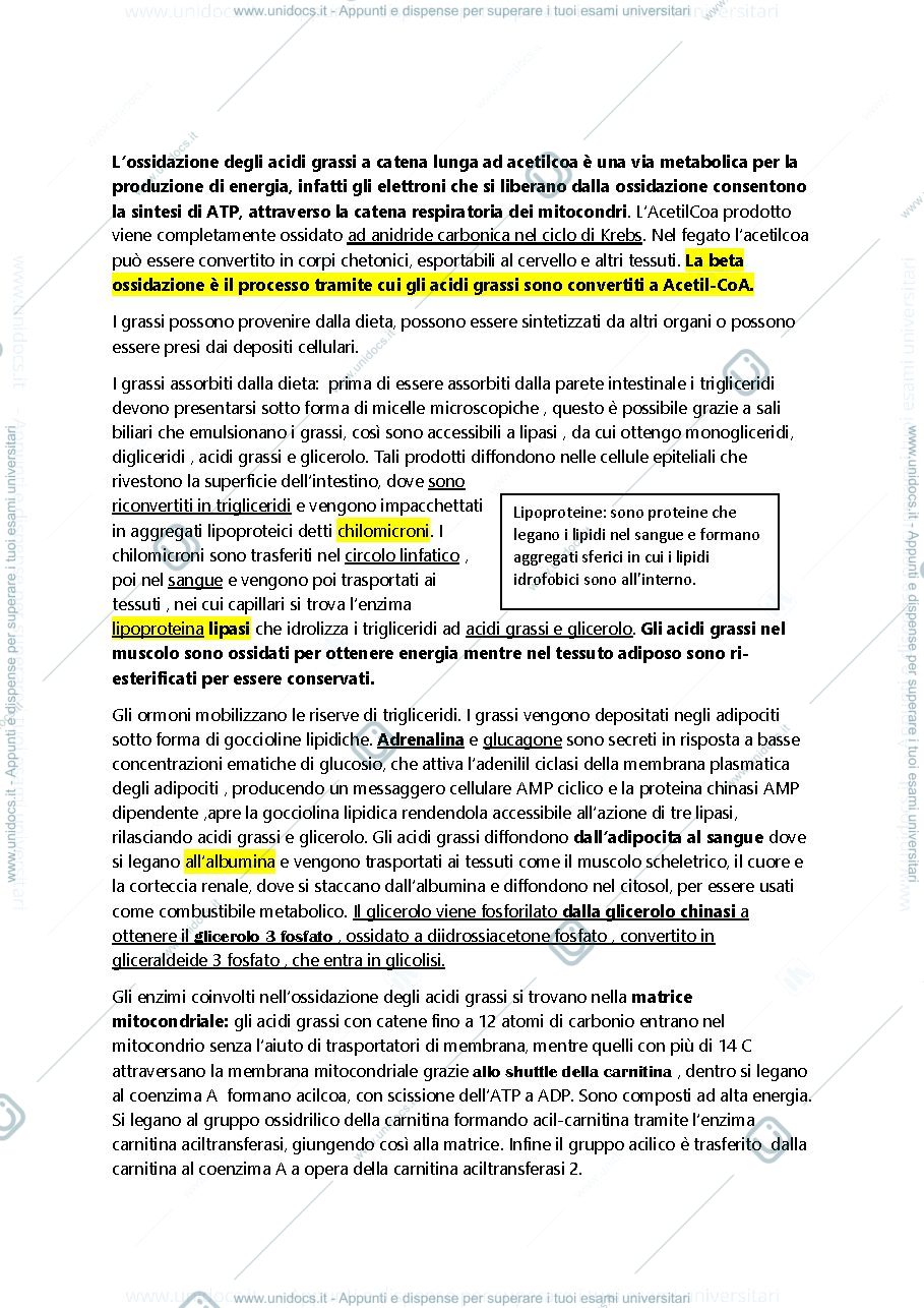 Anteprima pagina 2 — metabolismo acidi grassi