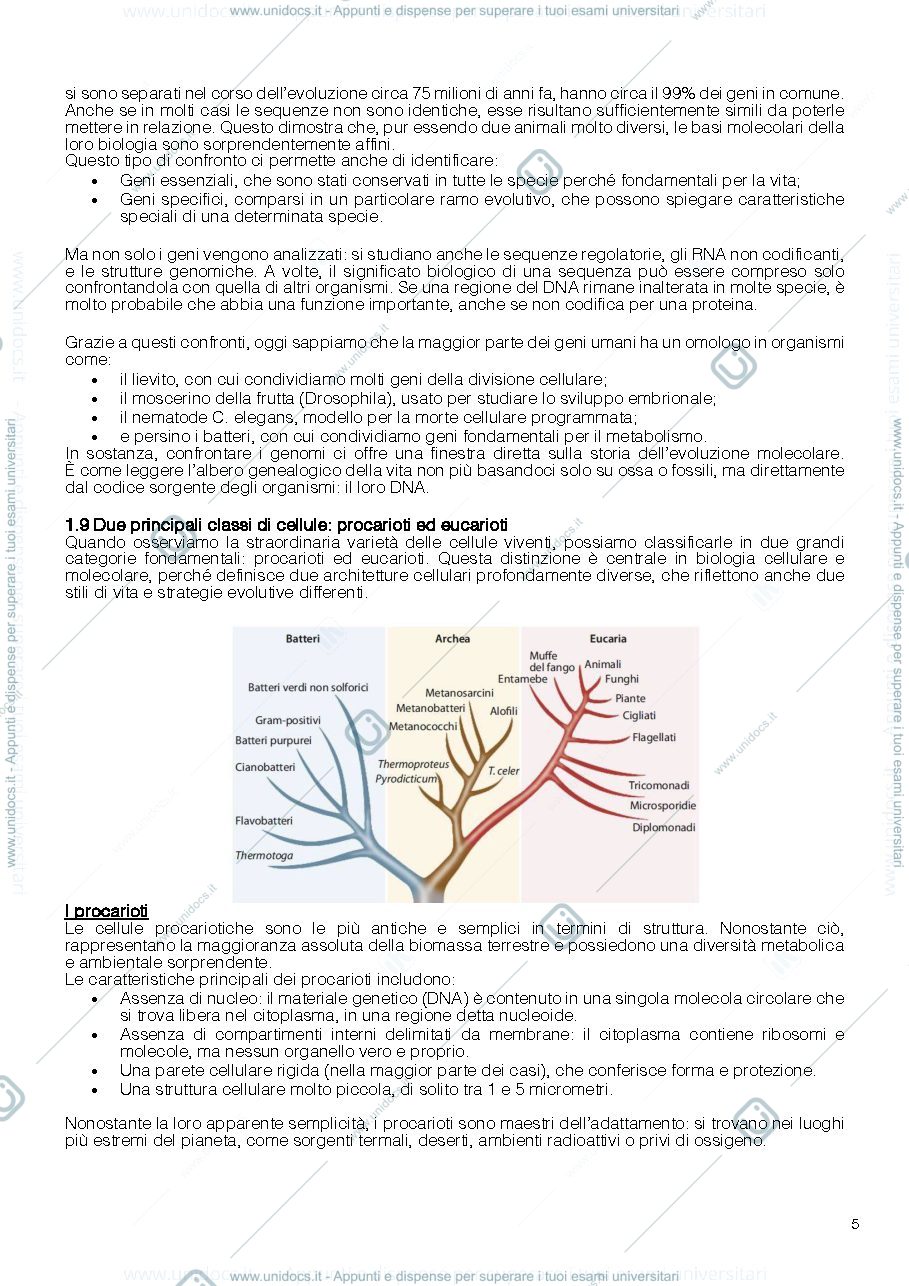 Anteprima pagina 5 — Biologia molecolare (riassunti Alberts)