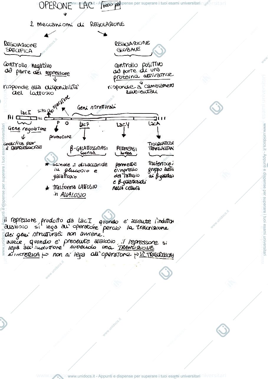 Anteprima pagina 3 — Regolazione trascrizione procariotica