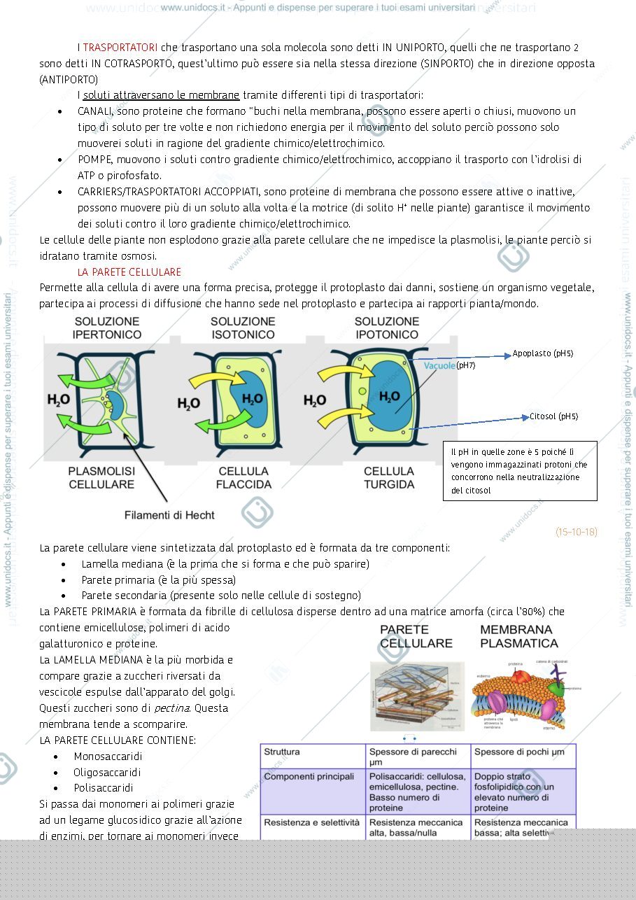 Anteprima pagina 3 — biologia vegetale 