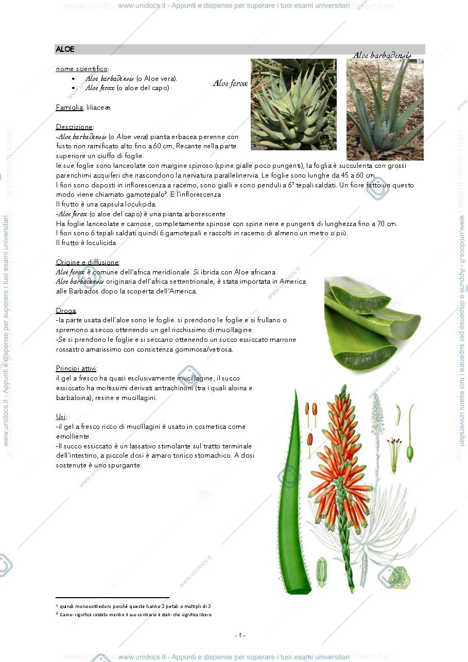 Anteprima pagina 1 — monografie di botanica farmaceutica