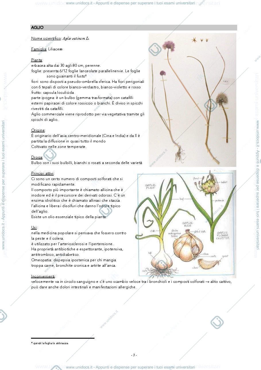 Anteprima pagina 3 — monografie di botanica farmaceutica