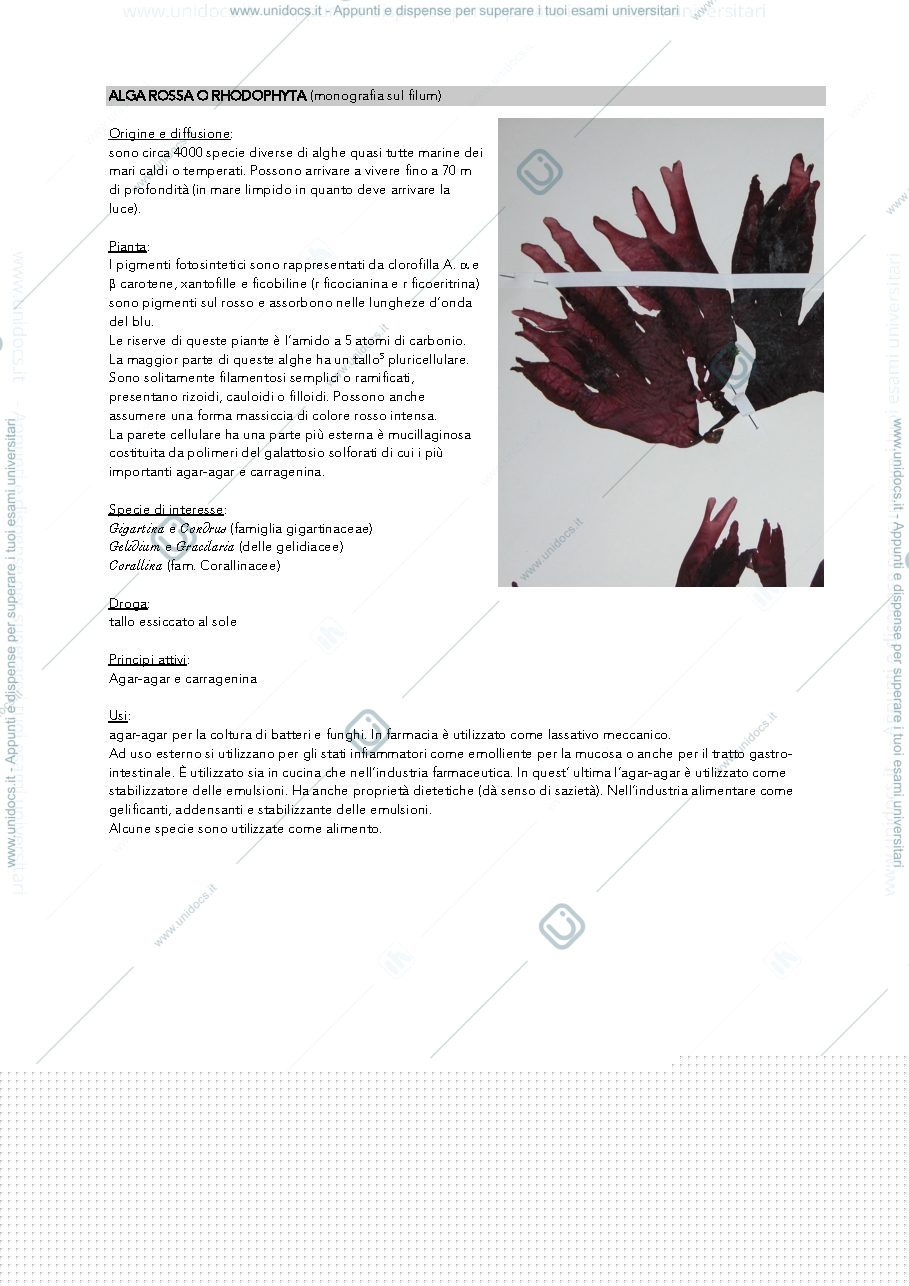Anteprima pagina 4 — monografie di botanica farmaceutica