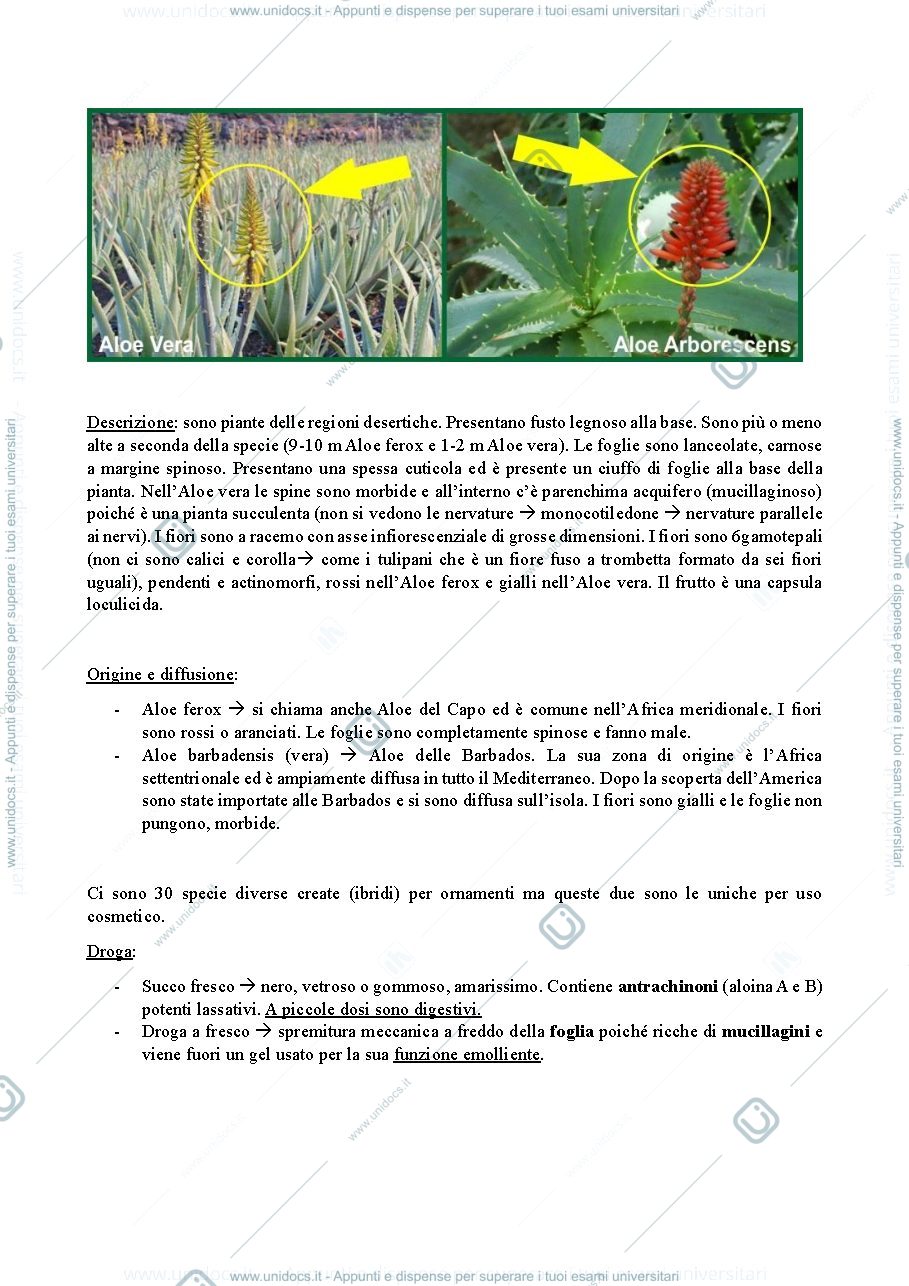 Anteprima pagina 2 — appunti monografie