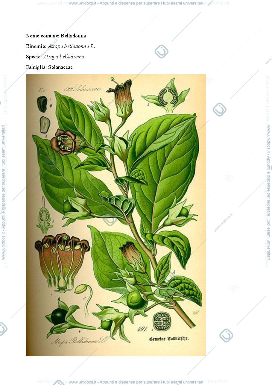 Anteprima pagina 3 — appunti monografie