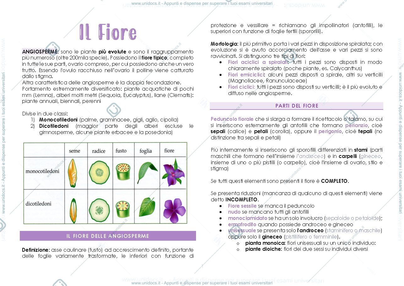 Anteprima pagina 1 — il fiore
