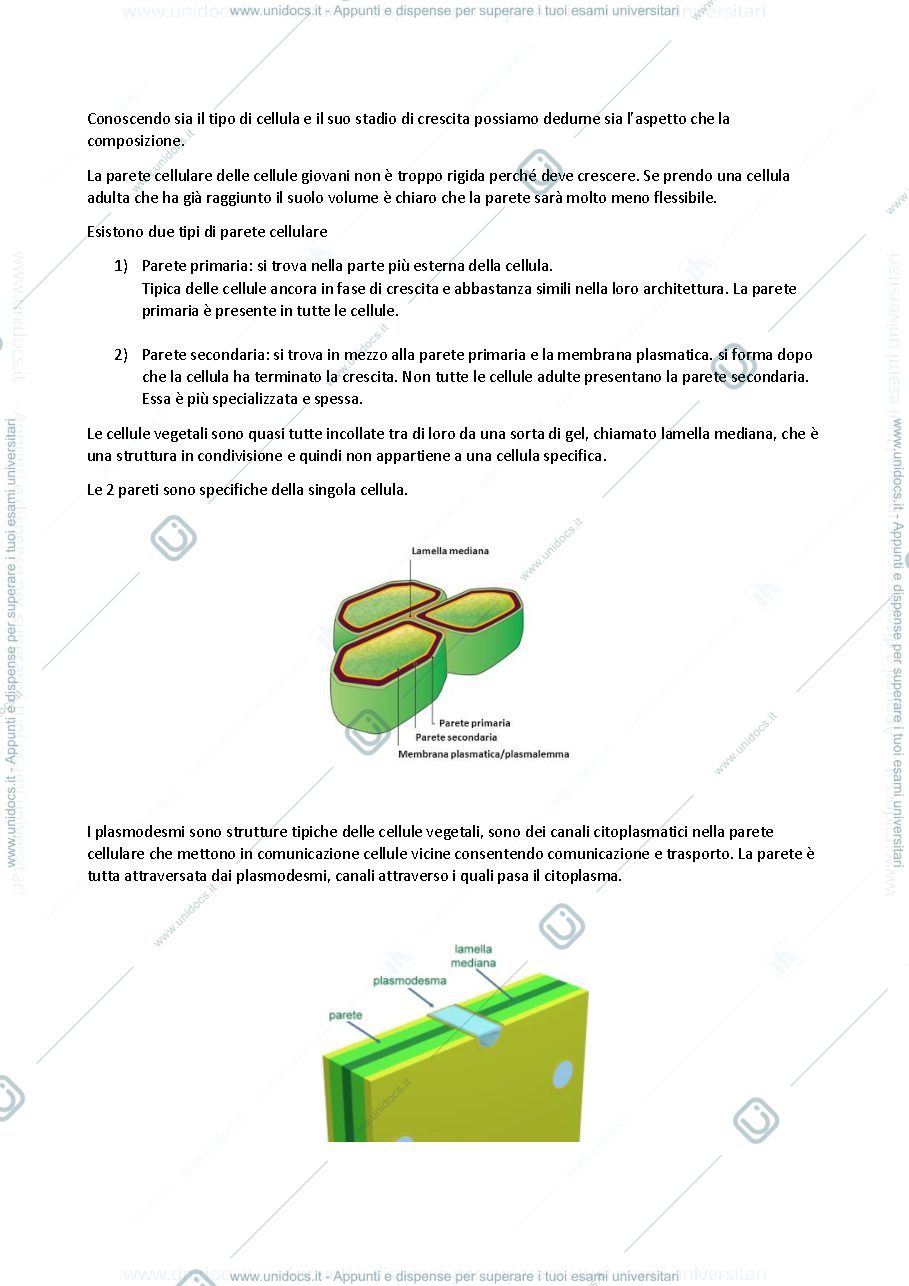 Anteprima pagina 2 — Appunti di biologia vegetale 