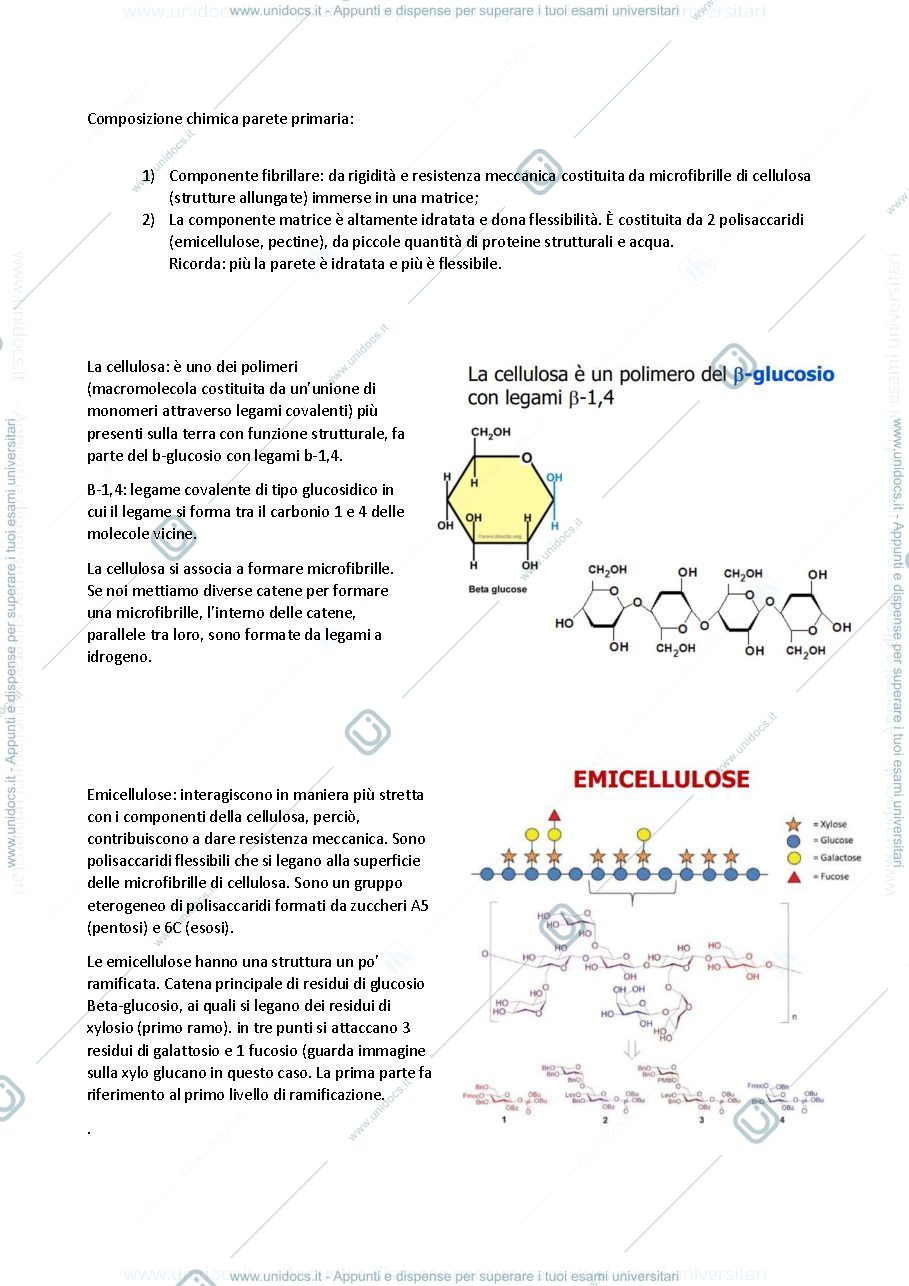 Anteprima pagina 3 — Appunti di biologia vegetale 