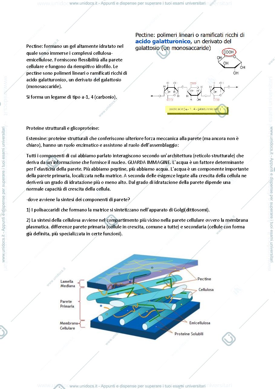 Anteprima pagina 4 — Appunti di biologia vegetale 