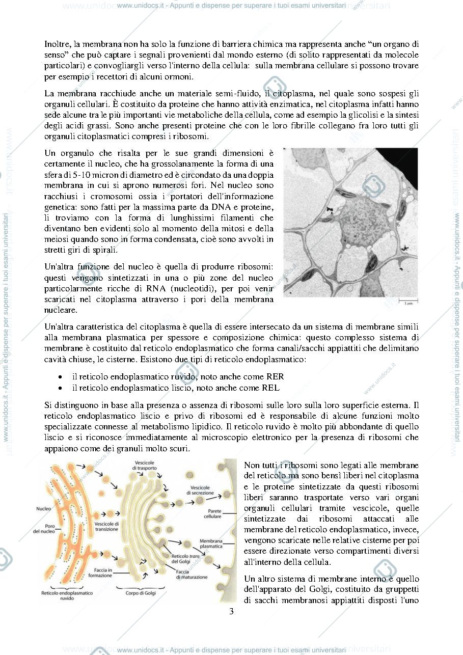 Anteprima pagina 4 — Sbobine Biologia Vegetale