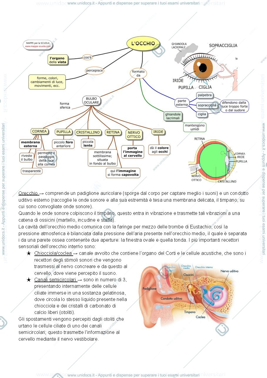 Anteprima pagina 1 — Appunti di biologia pt.3