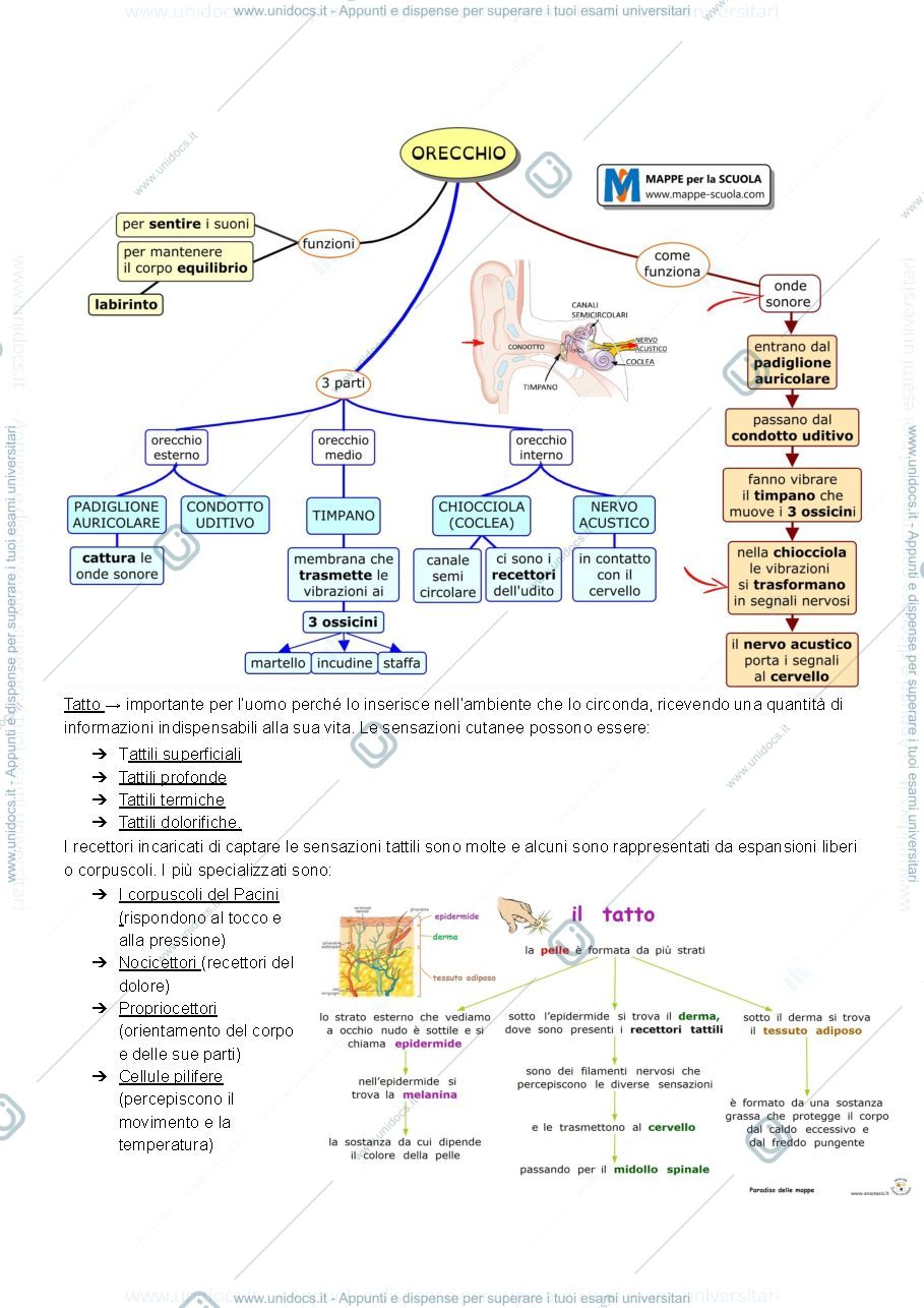Anteprima pagina 2 — Appunti di biologia pt.3