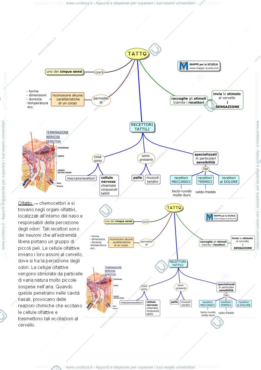Anteprima pagina 3 — Appunti di biologia pt.3
