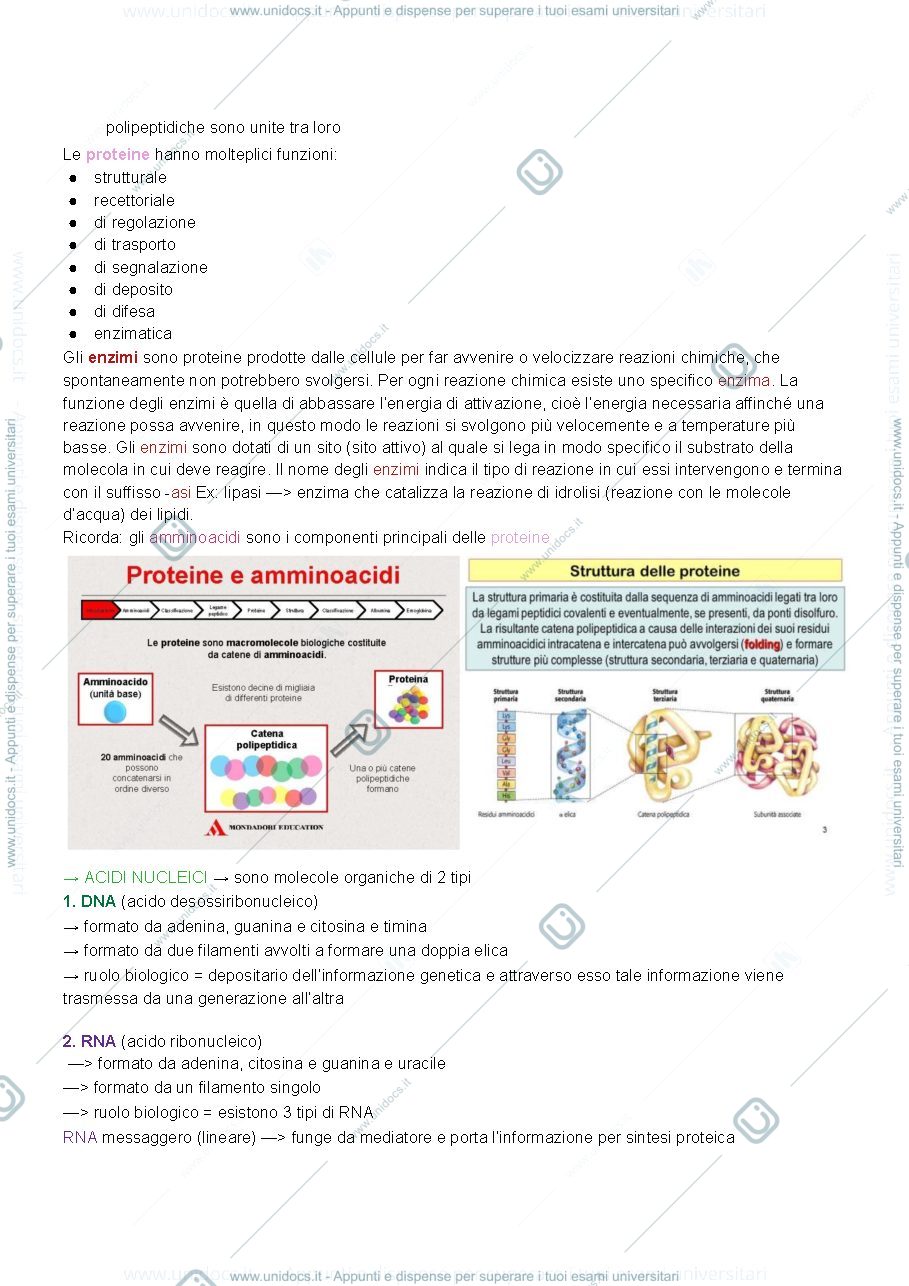 Anteprima pagina 3 — Appunti di biologia pt.1