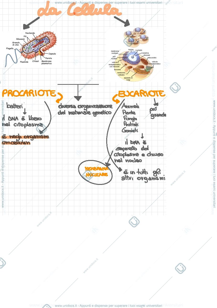 Anteprima pagina 3 — Biologia