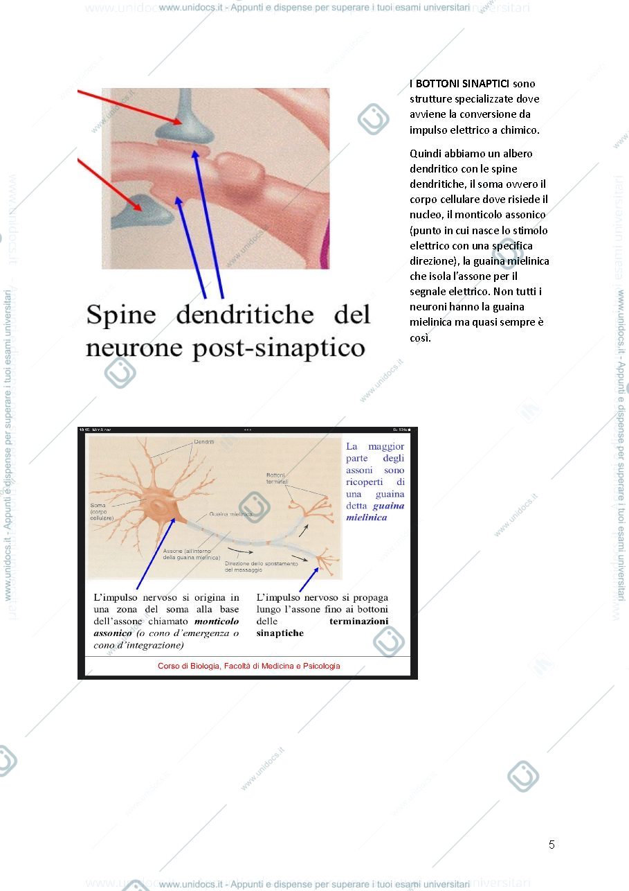 Anteprima pagina 5 — APPUNTI BIOLOGIA 