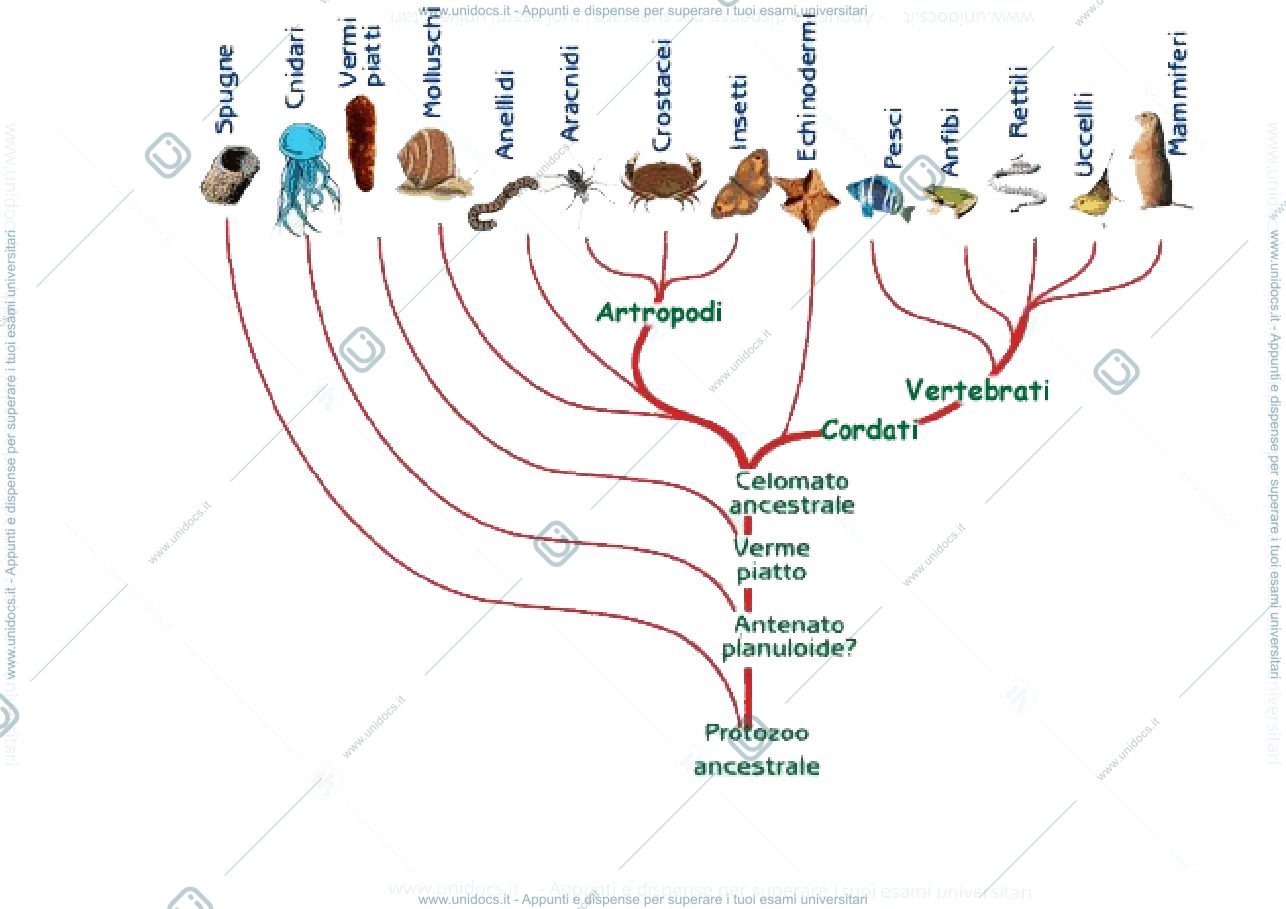 Anteprima pagina 2 — Zoologia 