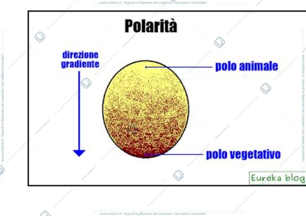Anteprima pagina 3 — Zoologia 